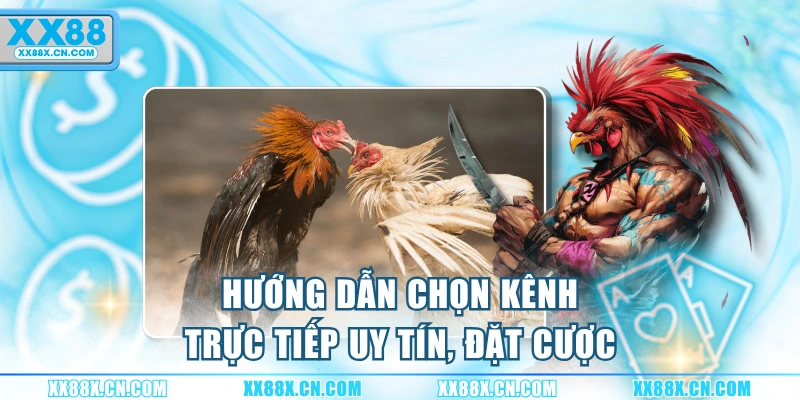 huong-dan-chon-kenh-truc-tiep-uy-tin-dat-cuoc