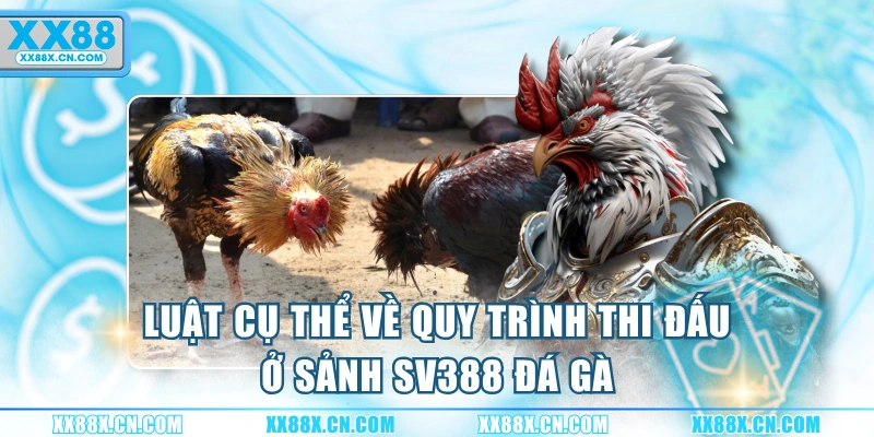 luat-cu-the-ve-quy-trinh-thi-dau-o-sanh-sv388-da-ga